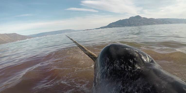 Humans may be scaring narwhals to death