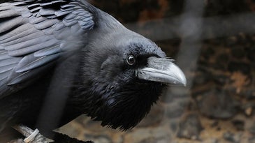 New Study Says Unfairness Really Ruffles Crows’ Feathers