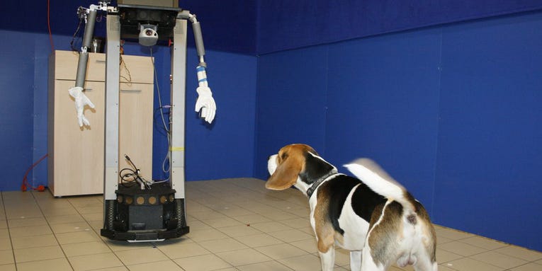 Dogs Are Perfectly Happy To Socialize With Robots