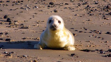 Gray seals are making a huge comeback
