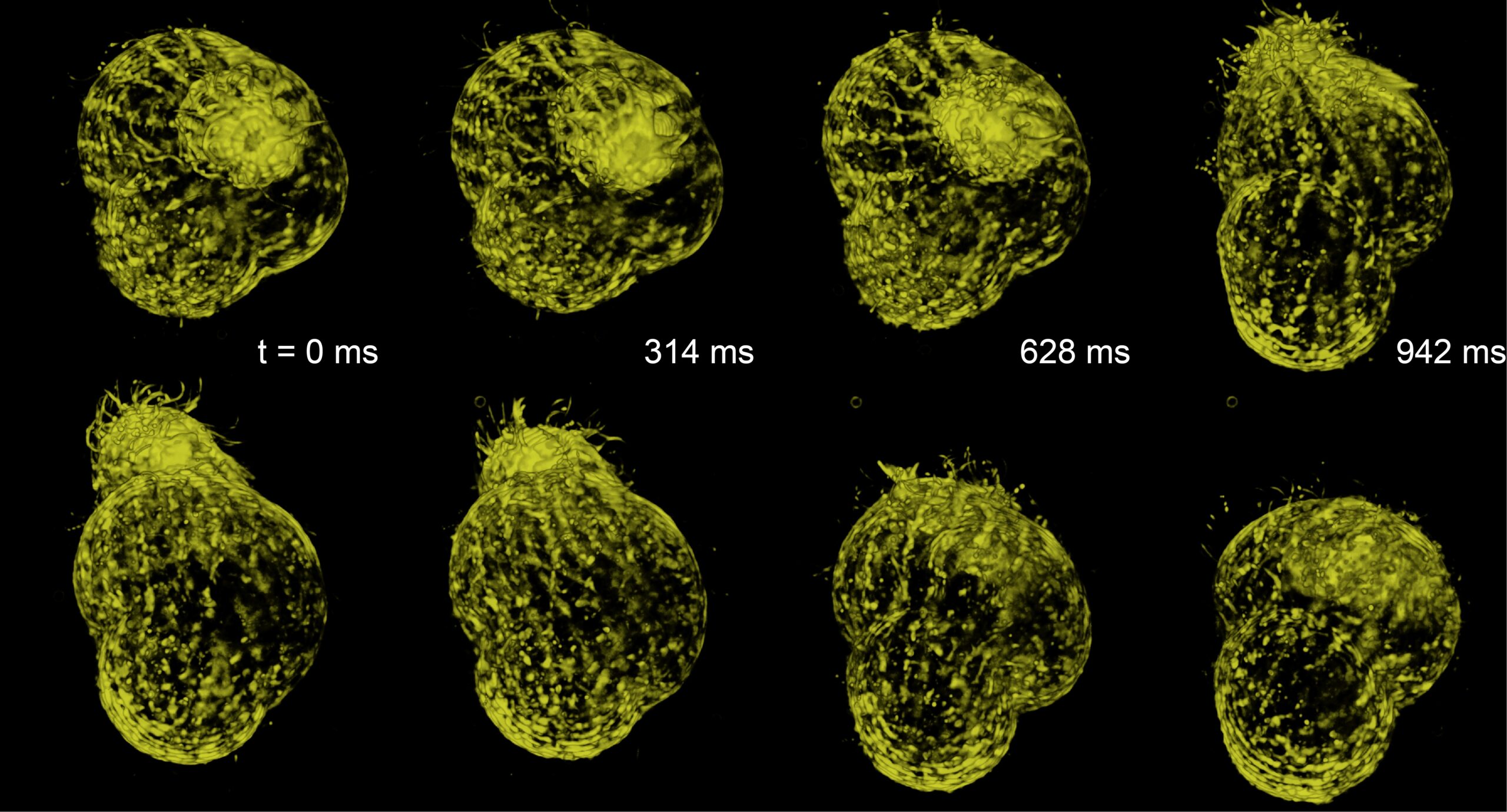 New Microscope Makes Gorgeous 3-D Movies Of Living Cells