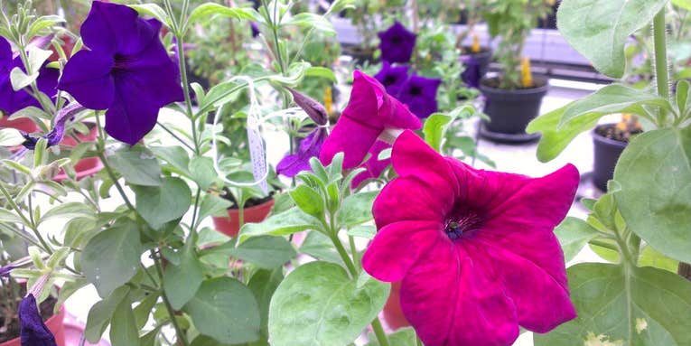 Will Gardeners Buy A Color-Changing GMO Petunia?