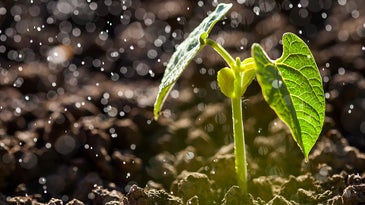 plant in the rain