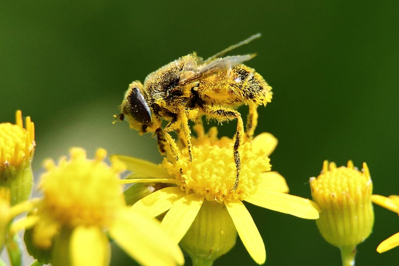 Plan ‘Bee’: As Honeybee Populations Dwindle, Other Species Could Come To The Rescue