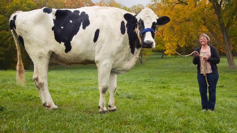 Some cows win blue ribbons; Blosom wins world records. The 6-foot, 2-inch tall bovine took the Guinness World Record for tallest cow ever, and won our award for "Most Oblivious Guinness World Record Holder."