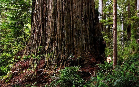 Giant Dawn Redwood