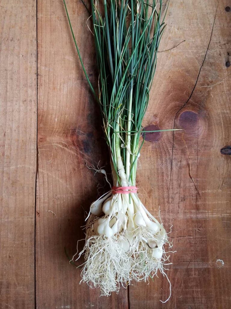 a bunch of Field Garlic, *Allium vineale*
