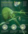 a poster explaining how the green bladderwort trap works