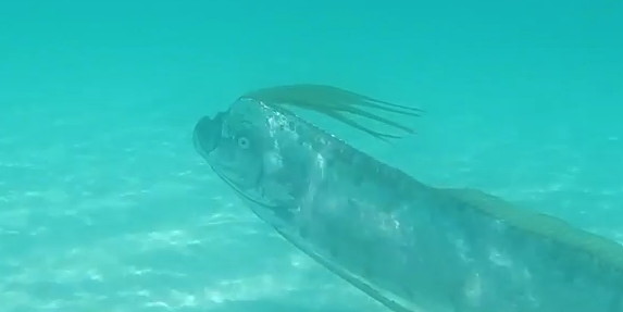 Watch Rare Footage Of Living, Swimming Oarfish