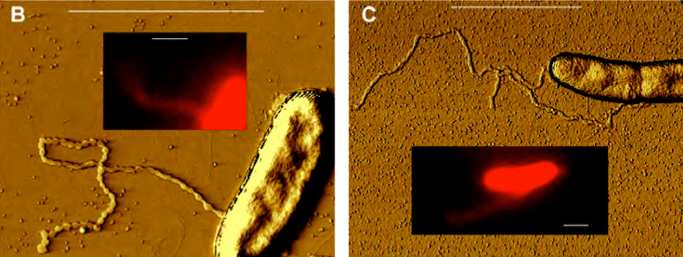 These photos show two bacteria, labeled B and C, and their nanowires. The glowing inset images are pictures of the same bacteria, taken with a different microscope technique.