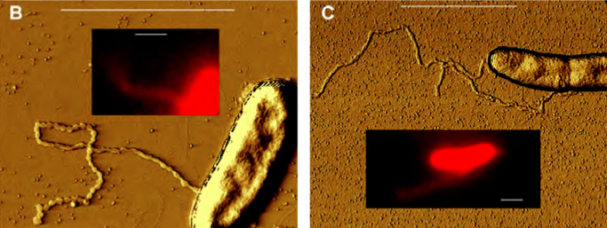 This Bacterium Shoots Out Wires From Its Body To Power Itself