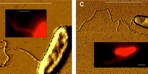 This Bacterium Shoots Out Wires From Its Body To Power Itself