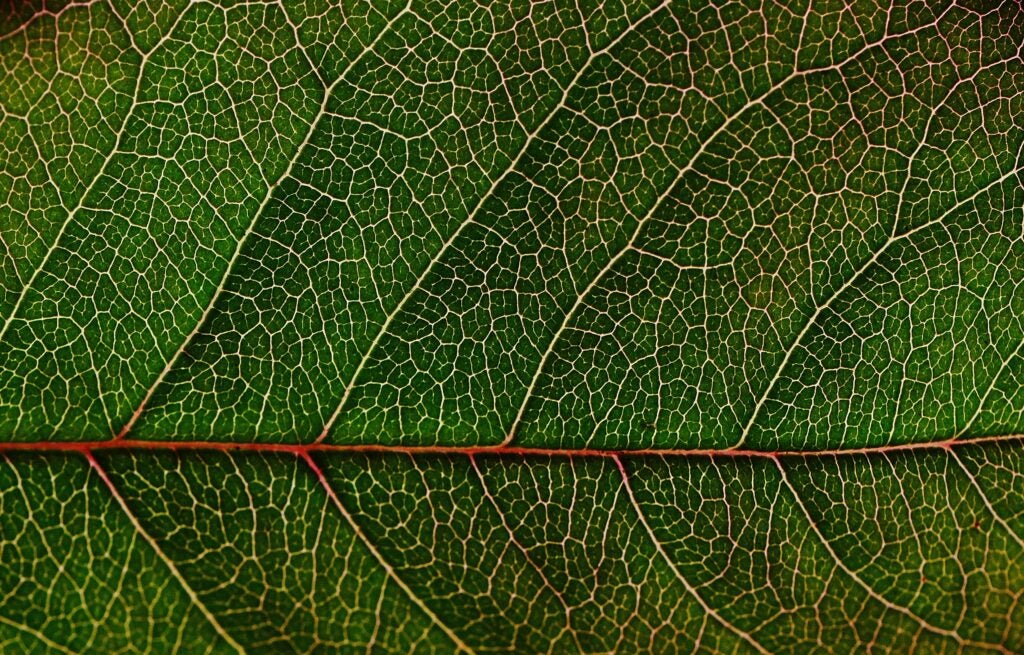 a close up of a plant leaf
