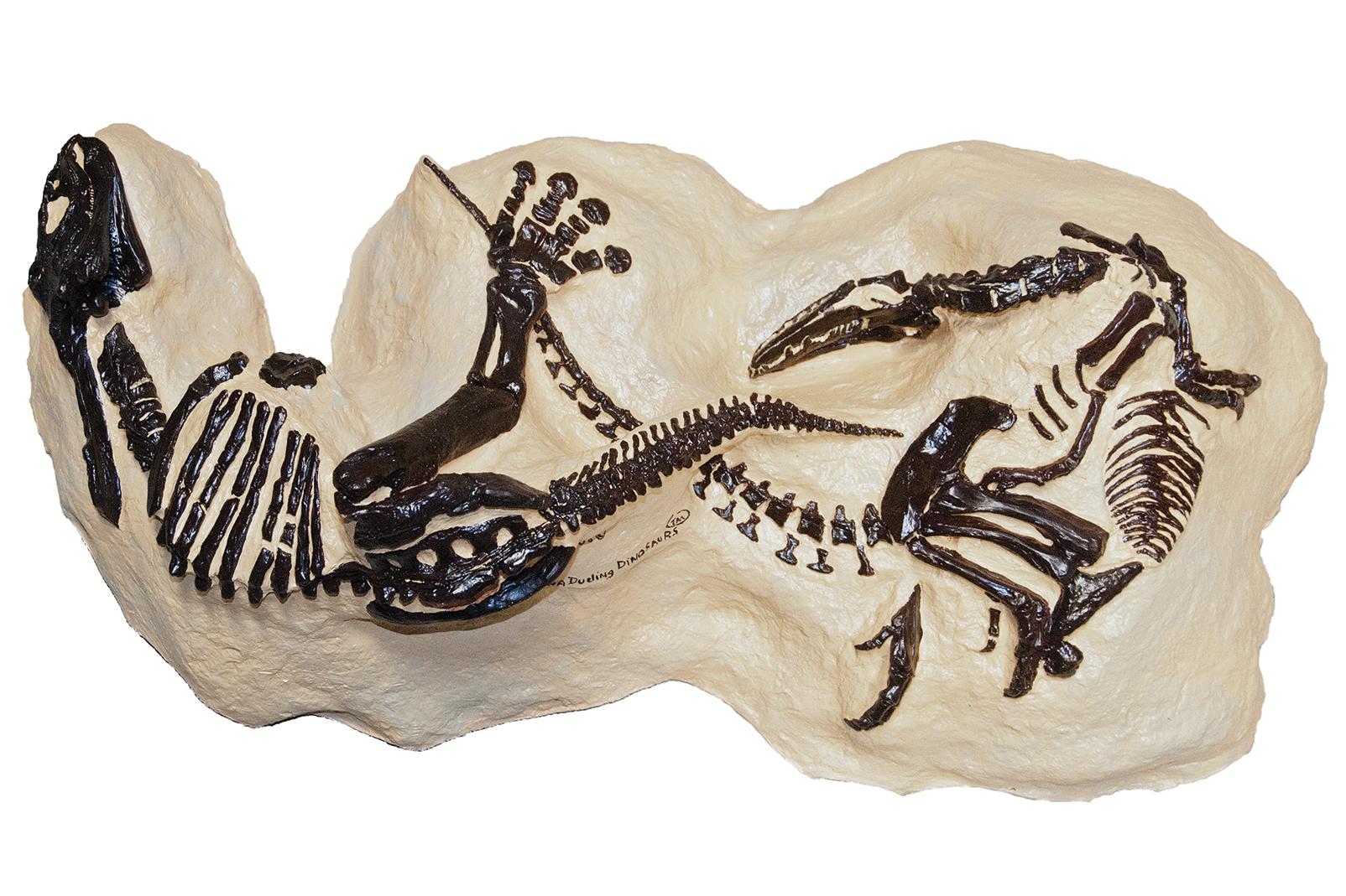 A Fossil Shows Dinosaurs Permanently Locked In A Fight