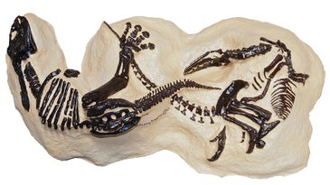 A Fossil Shows Dinosaurs Permanently Locked In A Fight