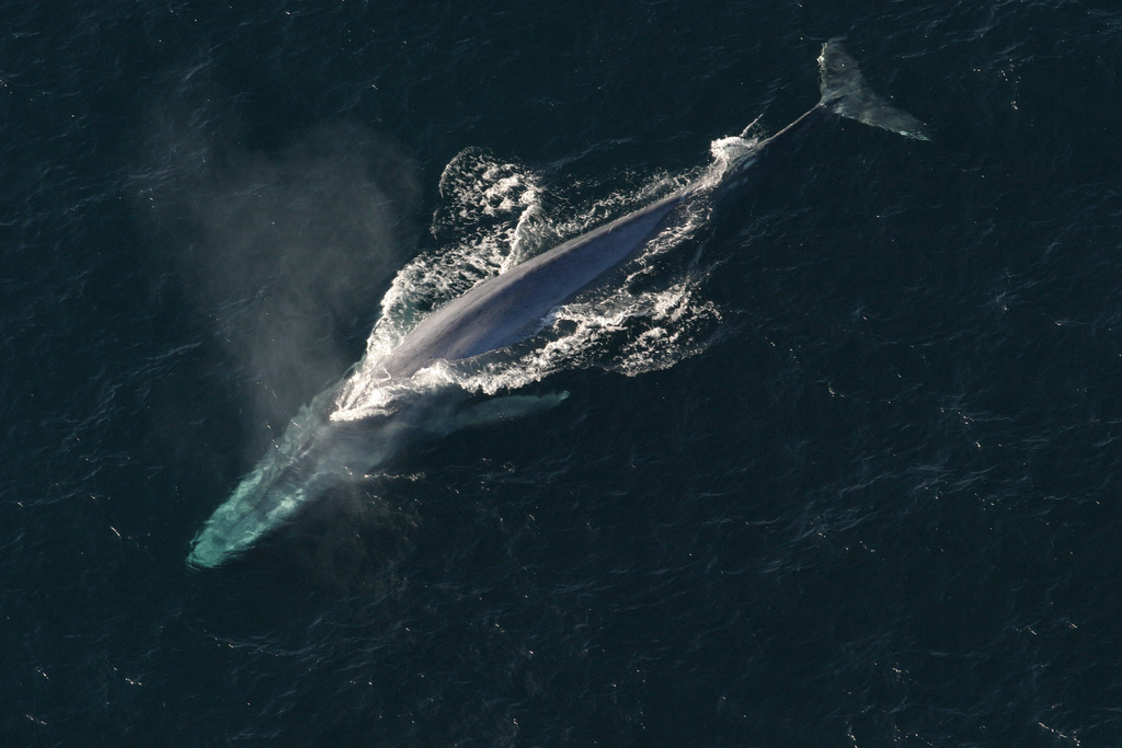 Whales today are bigger than ever before. Now, we know why.
