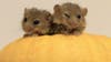 These adorable dormice are actually increasingly rare in England, and these two were rescued from the jaws of a ferocious housecat. To quote <a href="http://www.bbc.co.uk/news/uk-england-hampshire-15443687">the BBC</a>, because they say it more straight-faced than I ever could: "The endangered siblings currently live in a small pumpkin which acts as both a secure nest and a tasty snack." The mice are named Hansel and Gretel, obviously.
