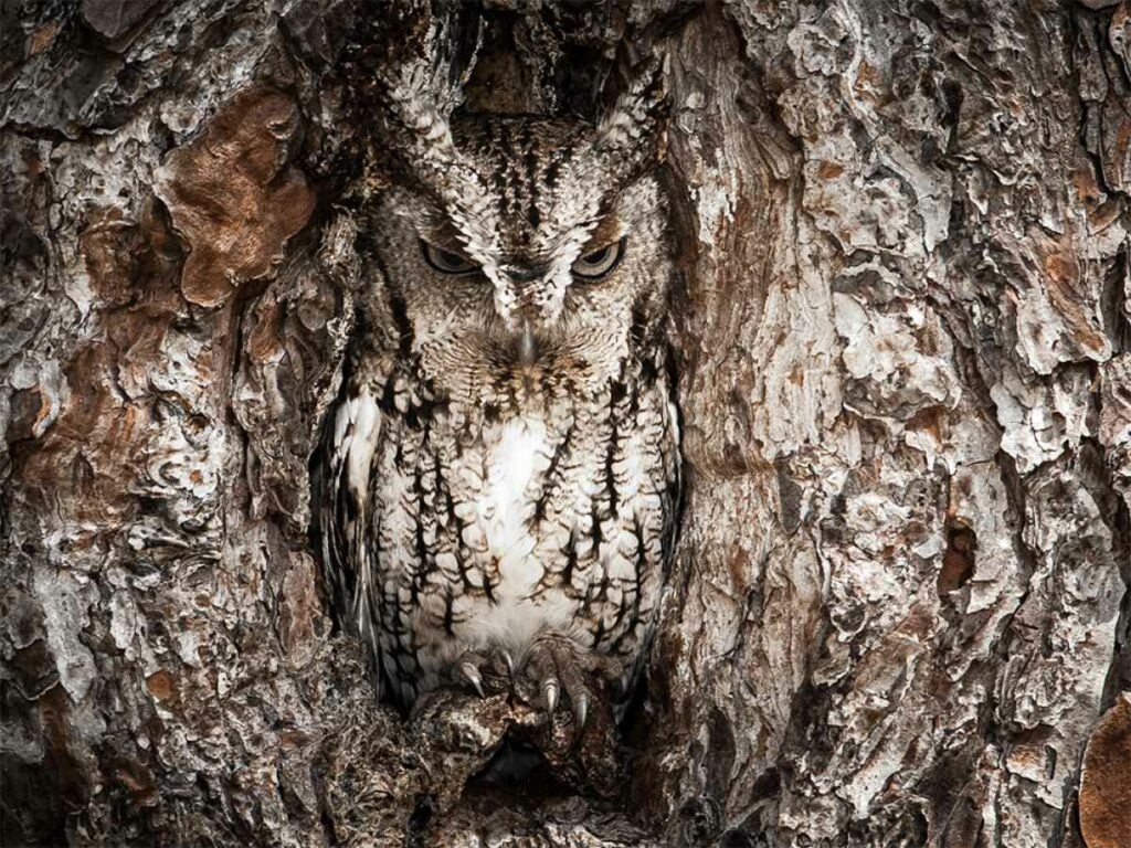 <em>Smithsonian</em> magazine announced the winners of its 11th annual photo competition, and this hide-and-go-seek champ was a finalist. <em>From April 11, 2014</em>