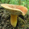Mushrooms&#8217; Spores May Help Bring Rain To Forests