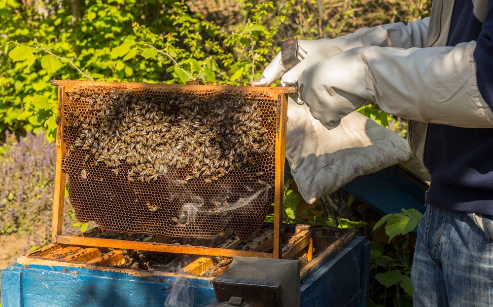 A Sting Free Guide To Becoming Diy Beekeeper Popular Science - Diy Beekeeper