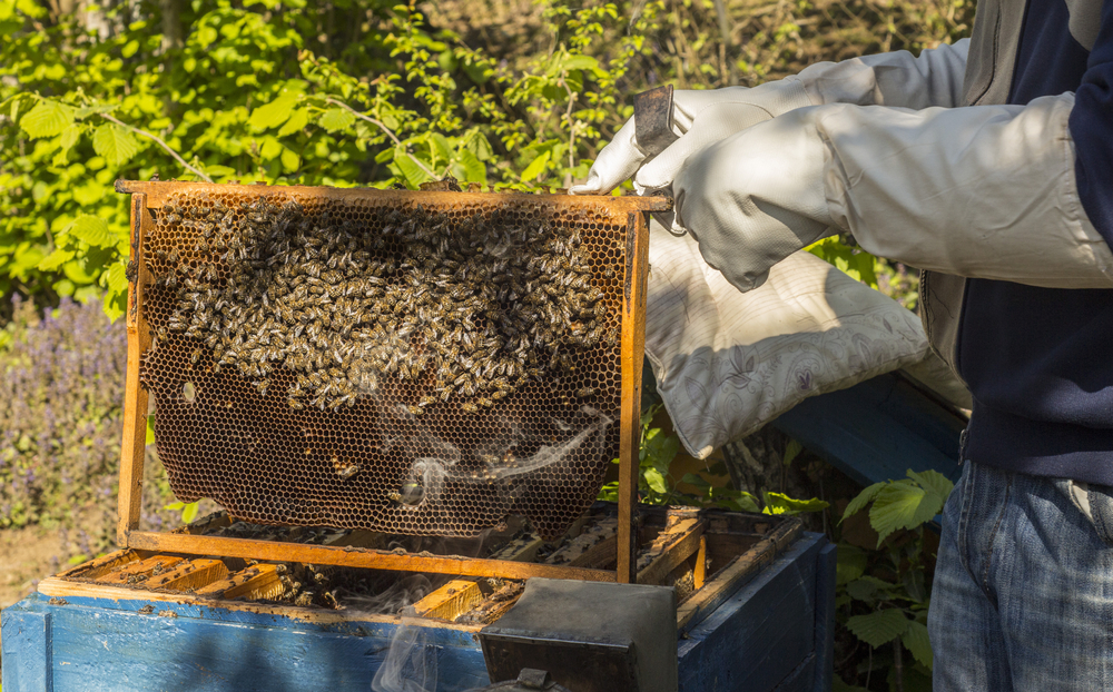 A sting-free guide to becoming a DIY beekeeper