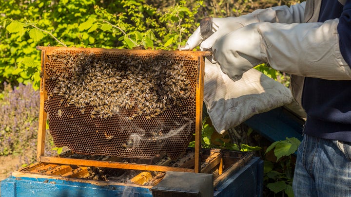 A sting-free guide to becoming a DIY beekeeper
