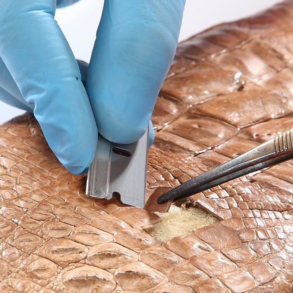 Advanced methods can extract DNA samples from tanned and heaviy processed skins.