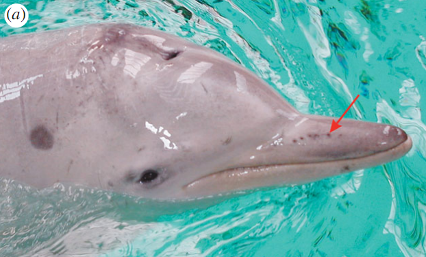 Things We Can Learn From Dolphins: Electro-Sensing, Amazing Powers of Healing