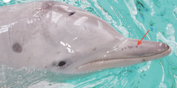Things We Can Learn From Dolphins: Electro-Sensing, Amazing Powers of Healing