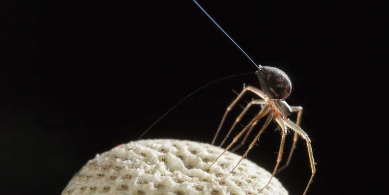 Arachnids may sense electrical fields to gain a true spidey sense