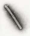 A transmission electron micrograph reveals the structure of an H5N1 avian flu virion (a single virus particle).