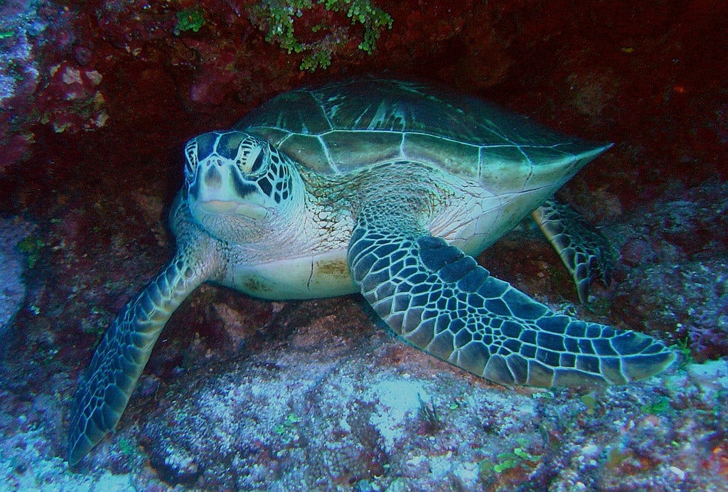 Green sea turtle. Saipan