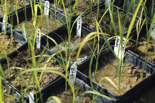 At the U.C. Davis greenhouse, transgenic rice carries genes that confer flood tolerance and resistance to blight