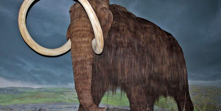 Russian and Korean Researchers Will Inject Mammoth DNA Into Elephant Eggs, Resurrecting 10,000-Year-Old Beast