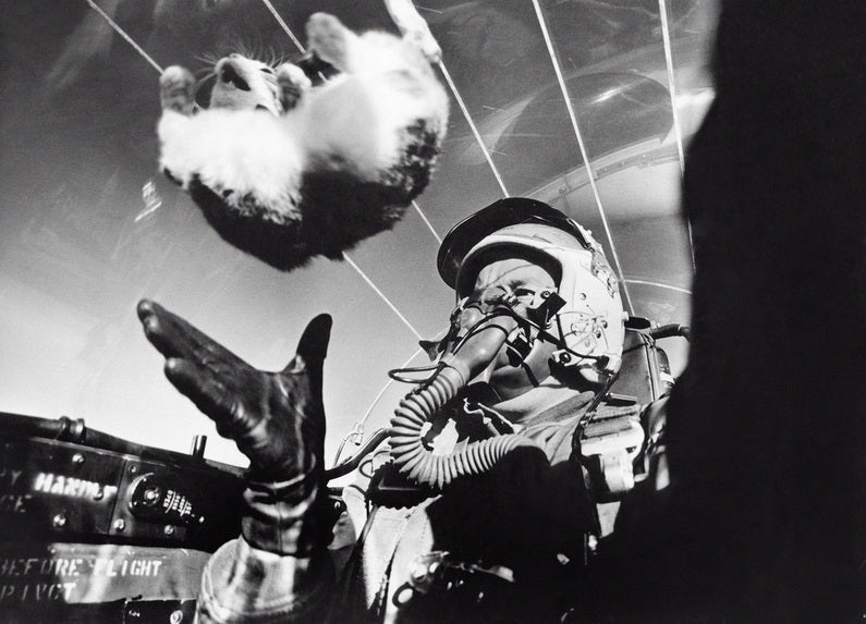 cat floats upside down in microgravity