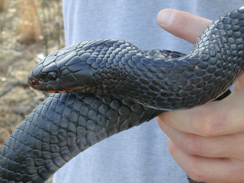 a person holding an Eastern Indigo snake