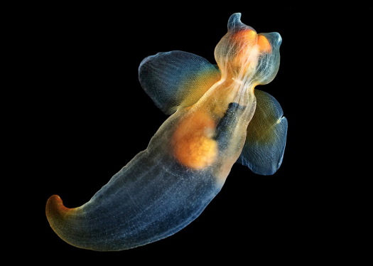 We had to include one photo from photographer Alexander Semenov, who shoots creatures from the White Sea, northwest of Russia. We chose this colorful underwater slug, but <a href="http://clione.ru/gallery">they're all breathtaking</a>.