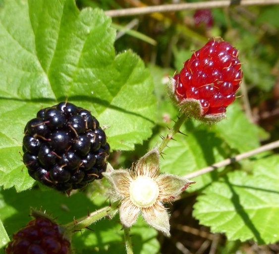"blackberries"