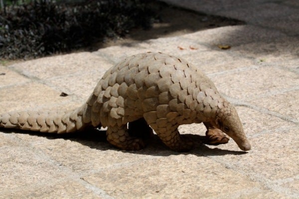 The Pangolin Finally Made It Onto The List Of The World's Most Protected  Animals