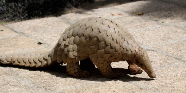 The Pangolin Finally Made It Onto The List Of The World’s Most Protected Animals