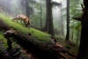 The Nature Photographer of the Year 2013 competition is over, and some stunning winners came through this year. This fox in a forest is particularly memorable; it took runner-up in the "mammals" category, while <a href="http://www.guardian.co.uk/environment/gallery/2013/apr/23/gdt-nature-photographer-of-the-year-2013-wildlife-pictures#/?picture=407652534&amp;index=0">another fox photo</a> won it all. Both look like something out of a fairy tale.