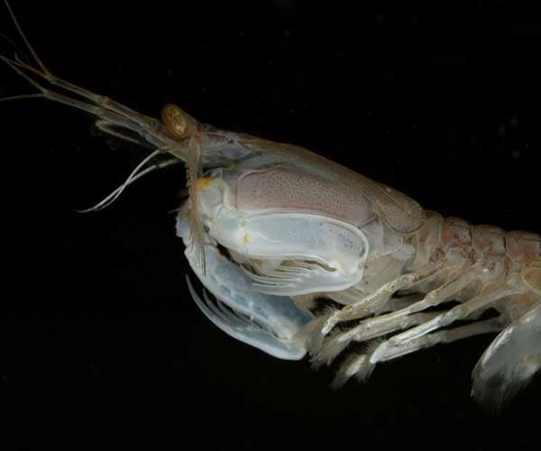 Researchers See Better Optical Data Storage Through Shrimp Eyes