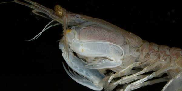 The Eye of the Mantis Shrimp