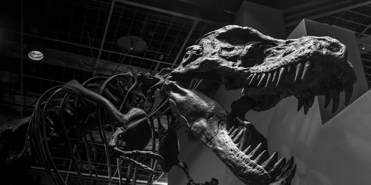 Tyrannosaurus rex had a bone-crushing bite with a force of 8,000 pounds