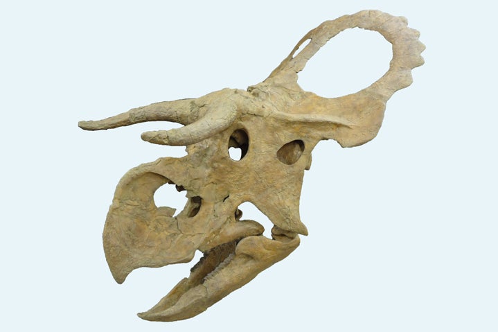 A <em>Nosutoceratops</em> skull discovered in Grand Staircase-Escalante National Monument in southern Utah.