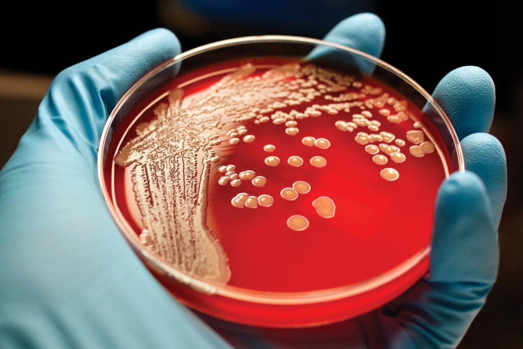 Drugs designed to wipe out microbes have instead created superbugs, such as methicillin-resistant <em>Staphylococcus aureus</em> (MRSA), found in hospitals.