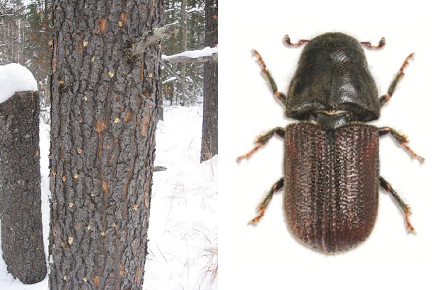 With warmer than usual winters throughout the western U.S. and Canada, more mountain pine beetles are surviving the cold--so much so that they're even producing <a href="http://www.colorado.edu/news/releases/2012/03/14/discovery-pine-beetles-breeding-twice-year-helps-explain-increasing-damage">two generations of offspring per year</a> now. This doesn't even come close to doubling the population rate--it's an exponential increase, according to researchers from the University of Montana and University of Colorado, who published research about the double-breeding season last spring. Each beetle lays 60 eggs, nearly all of which survive and go on to lay their own eggs later in the summer. That means there are 3,600 more beetles. Normally, many beetles perish over the winter nights, but it isn't as cold anymore. It's bad news for lodgepole pines, their primary source of food--the number of trees killed in the last 10 years is 10 times that of any previous epidemic in history. But it means a lot more beetles will live.