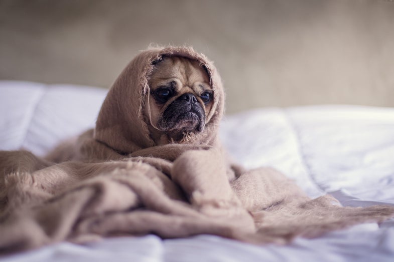 Derpy pug in blanket
