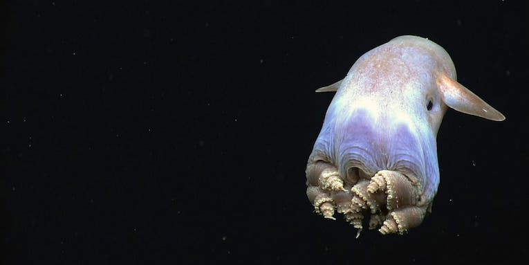 10 GIFs Of Deep-Sea Creatures Encountering A Sub