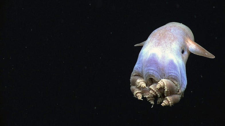 During a recent expedition to the ocean floor, scientists photographed a dumbo octopus swimming with coiled tentacles, a posture that has never before been witnessed by humans.